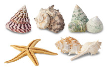 Sea Shells Collection Isolated On White Background With Clipping Path.