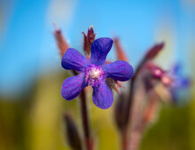 Purple Flower Anchusa Azurea In Greece