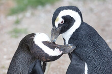 African Penguin Cleaning Each Others Feathers
