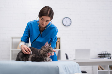 Wall Mural - Veterinarian examining maine coon with stethoscope in clinic