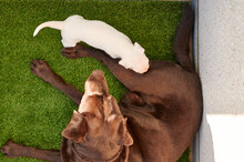 From Above Curious White Boxer Puppy Sniffing His New Chocolate Labrador Retriever Companion Lying On Artificial Grass