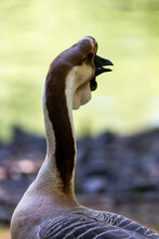 Portrait Of An African Goose
