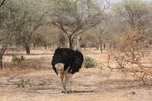 Common Ostrich (struthio Camelus) Or Simply Ostrich (male) In Bandia Reserve, Senegal, Africa. African Animal. Safari In Africa. Big Common Ostrich (struthio Camelus) Or Simply Ostrich (male). Scenery