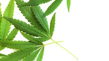 Background Of Fresh Green Marijuana Leaves Just Picked On White Background