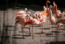 Group Of Pink Flamingos Resting In The Sun.  Flock Of Flamingos.