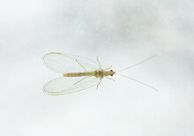 Green Lacewings Sitting On Dirty Glass