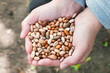 bean seeds in hands. girl holding colorful beans. the concept of growing beans.