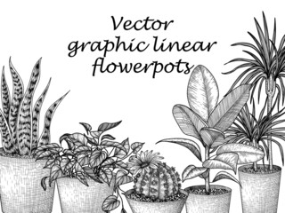 Wall Mural - Vector illustration of flower pots in engraving style. Graphic linear dracaena, lobivia cactus, sansevieria, ficus, scindapsus