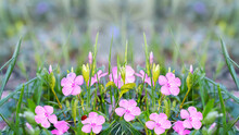 Unfocused Spring Background With Blooming Pink Periwinkle . Selective Focus
