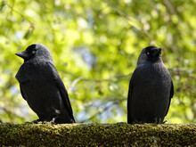Jackdaws On A Wall