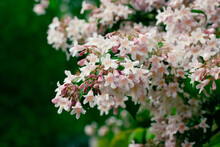 Jasminum Polyanthum Flowers In A Botanical Garden In Spring Or Summer Day. Beautiful Small Flowering On Green Leaves Natural Background. Pink Jasmines Bloom In Clusters Of Starry White And Pink Buds.