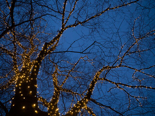 Tree wrapped in lights at night. Christmas outdoor lights.