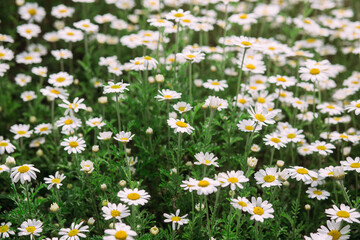 Wall Mural - Chamomile officinalis. Background of white field daisies.