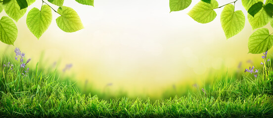 Wall Mural - a warm spring garden background of a green grass lawn, leaves and a blurred background of lush vibra