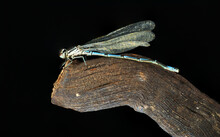 Blue Dragonfly On A Stick