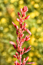 Closeup Of The Flowers Of The Red Yucca, Hesperaloe Parviflora Against A Background Of Out Of Focus Yellow Flowers