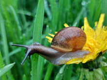 Snail On Dandelion Flower