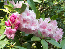 Pretty Pink Rhododendron Flowers, Buds And Green Leaves
