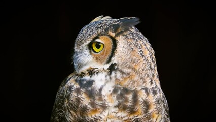 beautiful great horned owl in front of a black background