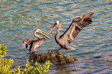 Two Brown Pelicans Fighting Over A Fishing Spot