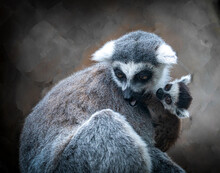 The Ring-tailed Lemur (Lemur Catta) Is A Large Strepsirrhine Primate, With Young