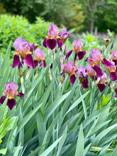 Two-toned Light And Dark Purple Irises In The Garden