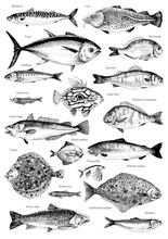 Hand Drawn Poster With Different Type Of Fishes