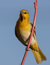 A Bright Yellow Immature Male Hooded Oriole Perches On The Stem Of A Red Yucca Flower With Clear Blue Sky In The Background.