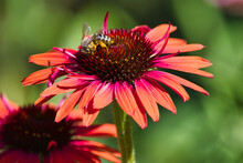 A Bee On A Red Coneflower Blossom With A Green Background