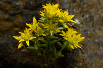 Poster - Bunch of Yellow Stonecrop Wildflowers