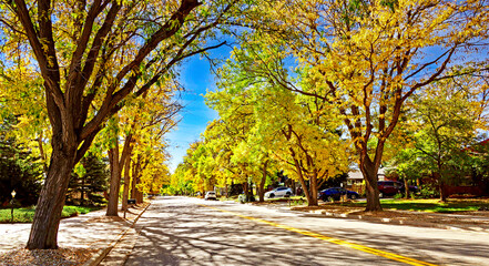 Wall Mural - leaves turn golden in the autumn along a quiet residential street