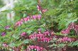 Pink flowers of bleeding heart (Lamprocapnos spectabilis, syn. Dicentra spectabilis) plant in garden