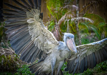 Shoebill - Balaeniceps Rex - Also Known As Whalehead, Whale-headed Stork, Or Shoe-billed Stork, Wings Spread Showing Excellent Feather Detail While Landing