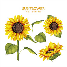 Sunflower Flowers And Leaves Collection, Color Illustration