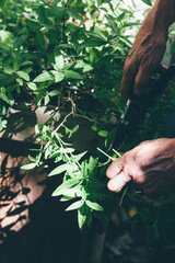 Wall Mural - male hand clipping lemon verbena plant