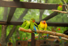 Parrots In The Zoo. Colorful Tropical Birds Are Sitting On A Branch, Cuddling Up To Each Other And Kissing. Colorful Birds On A Blurry Background Of The Park. Wildlife, The Concept Of Relaxation