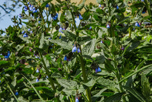 Blue Tall Flower Plants