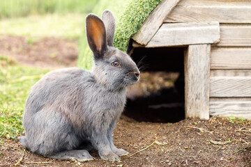 Gray bunny rabbit sitting in field illuminated by the sun near his house.