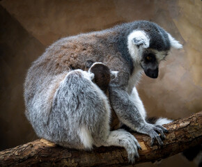 Wall Mural - The ring-tailed lemur (Lemur catta) is a large strepsirrhine primate, with young