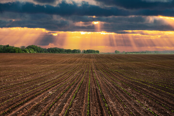 Wall Mural - Green corn rows and waves of the agricultural fields of Ukraine. Dramatic sunset sky with sun rays. Agricultural background