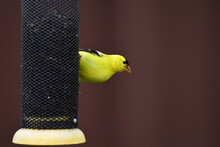 Male American Goldfinch Perched On A Feeder