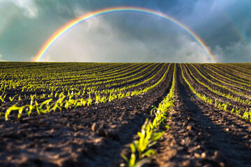 Wall Mural - Green corn rows and waves of the agricultural fields of Ukraine. Cloudy sky and rainbow on background. Agricultural background