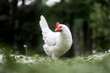 Free range white chicken leghorn breed in summer garden