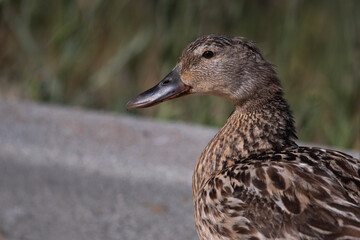 Wall Mural - Mallard Duck Adult Female Portrait looking Left