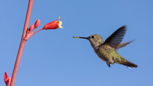 A Female Anna's Hummingbird Hovers In Front Of A Red Yucca Flower With A Clear Blue Sky In The Background. Her Beak Is Covered With Pollen Grains From Other Flowers.