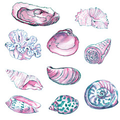 Watercolor seashells set clipart. Illustration isolated on white. Hand painted animal clipart. Ocean, sea life creatures, marine, nautical decor in pink, blue and emeral green colors. 