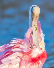 Wall Mural - Roseate spoonbill is preening his feathers