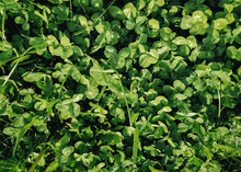 Green Spring Clover Carpeted The Ground. Natural Green Grass Background, Copy Space. The Texture Of The Leaves.