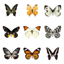 Butterfly Series With  9 Collected Samples On Each File. All Png Files Without Background. 