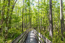 Boardwalk Trail Through Bald Cypress Forest, Six Mile Cypress Slough Preserve, Fort Myers, Florida, USA